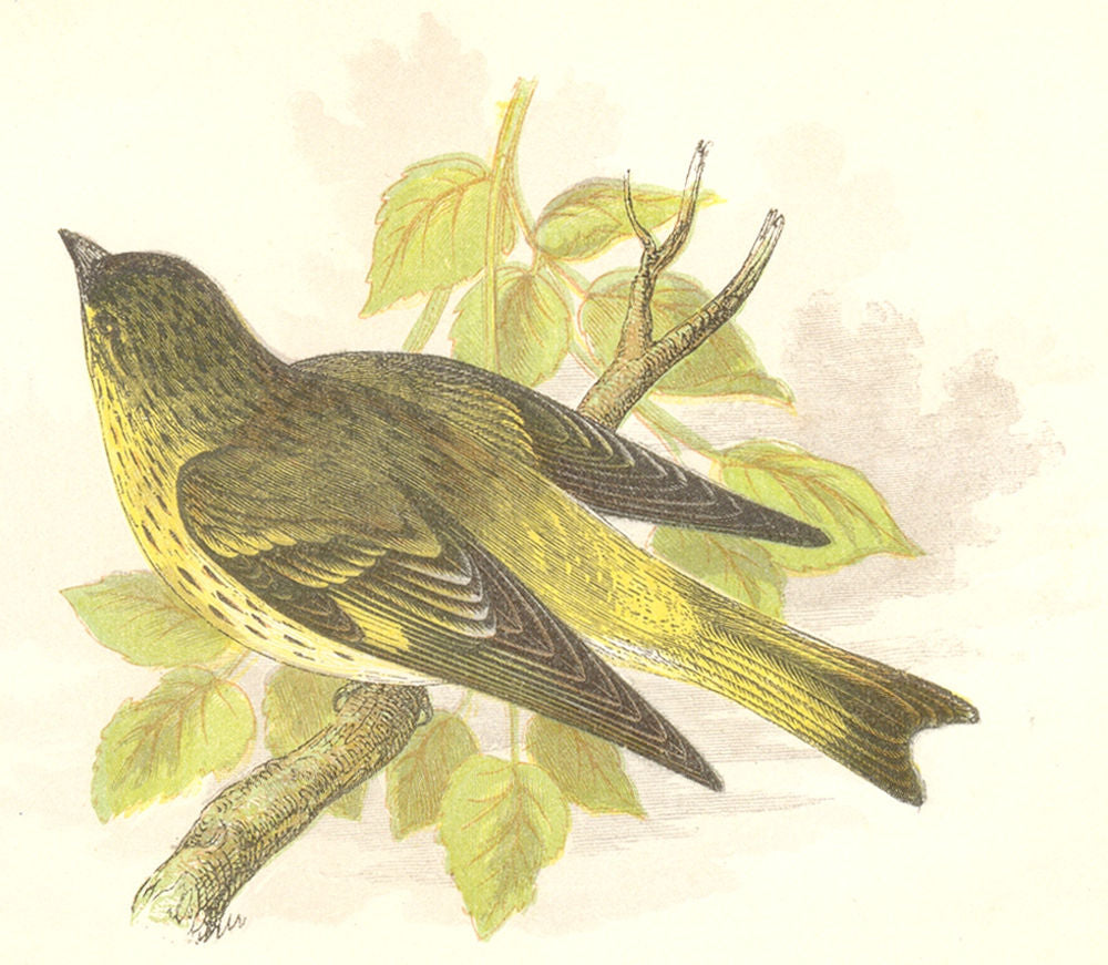 BIRDS. Songbirds . Siskin (Anne Pratt, SPCK) 1857 old antique print picture